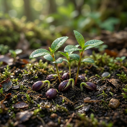 Billardiera longiflora (Purple Apple Berry) Seeds for Planting