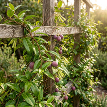 Billardiera longiflora (Purple Apple Berry) Seeds for Planting