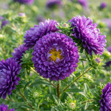 Purple Aster Flower Seeds for Garden Planting
