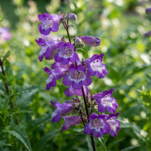 Purple Beardtongue Flower Seeds