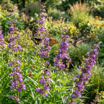 Purple Beardtongue Flower Seeds