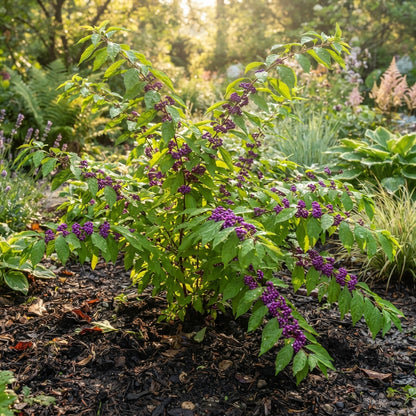 Purple Beautyberry Seeds for Planting