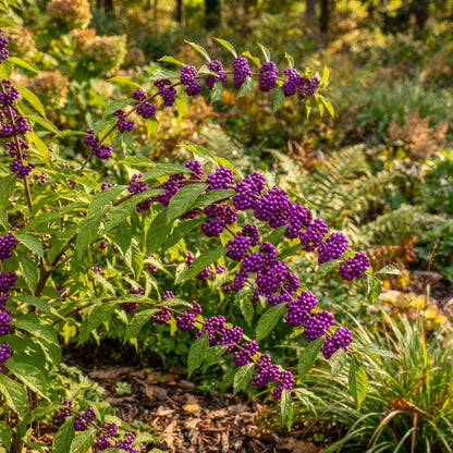 Purple Beautyberry Seeds for Planting