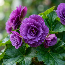 Purple Begonia Flower Seeds for Planting