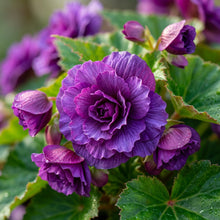 Purple Begonia Flower Seeds for Planting