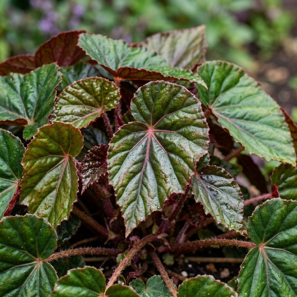 Purple Begonia Flower Seeds for Planting