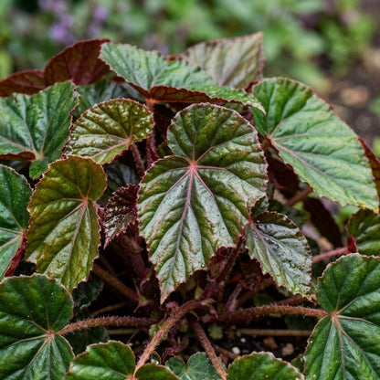 Purple Begonia Flower Seeds for Planting