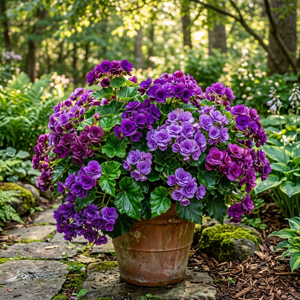 Purple Begonia Flower Seeds for Planting