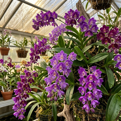 Purple Bell Orchid Flower Seeds - Orchid Flower Seeds for Garden