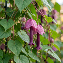 Rhodochiton Atrosanguineum Flower Seeds For Planting
