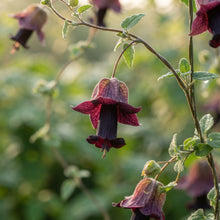 Rhodochiton atrosanguineus Purple Bells Flower Seeds for Planting