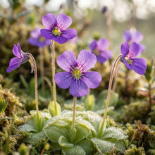 Purple Butterwort Flower Seeds for Planting