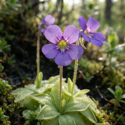 Purple Butterwort Flower Seeds for Planting