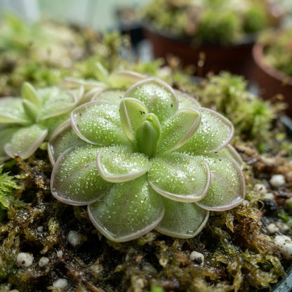 Purple Butterwort Flower Seeds for Planting