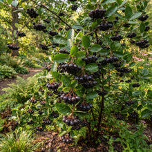 Purple Chokeberry (Aronia prunifolia) Seeds for Planting