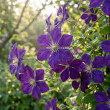 Purple Single Clematis Seeds for Planting