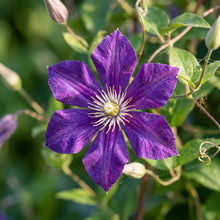 Purple Single Clematis Seeds for Planting
