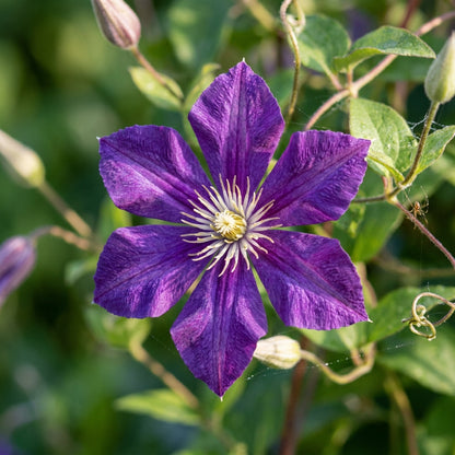 Purple Single Clematis Seeds for Planting