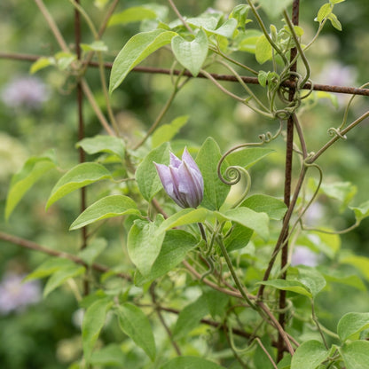 Light Purple Clematis Flower Seeds for Planting