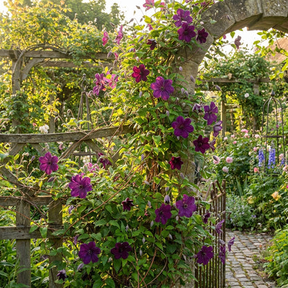 Purple Single Clematis Seeds for Planting