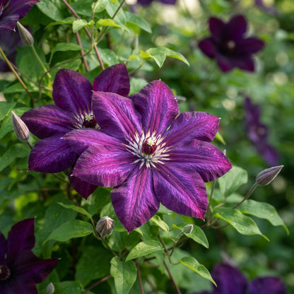 Dark Purple Clematis Seeds for Garden Planting