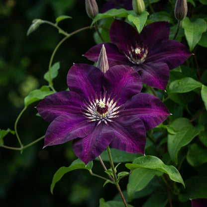 Dark Purple Clematis Seeds for Garden Planting