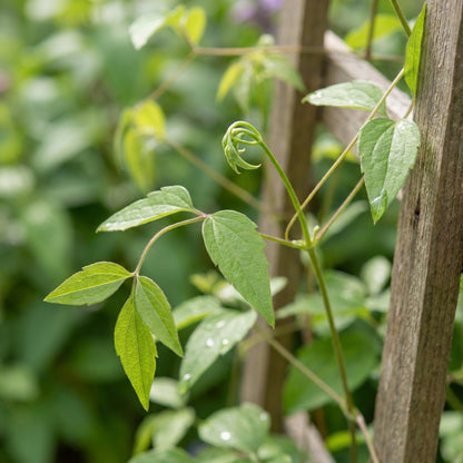 Purple Single Clematis Seeds for Planting