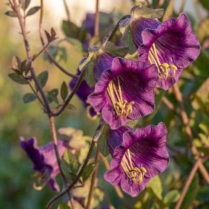 Purple Cobaea scandens Flower Seeds for Planting