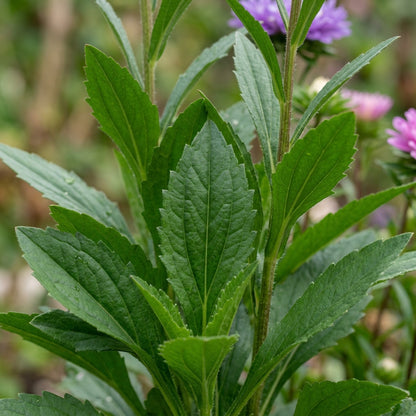 Purple Daisy Flower Seeds For Planting