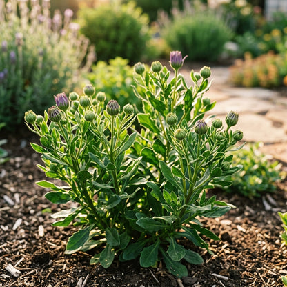 Purple Daisy Flower Seeds For Planting
