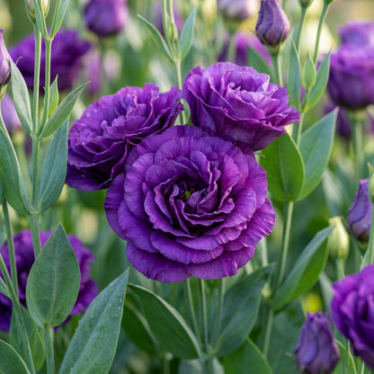 Lisianthus Rosita 2 Purple Seeds - Purple Lisianthus Flower Seeds for Garden