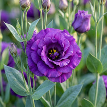 Lisianthus Rosita 2 Purple Seeds - Purple Lisianthus Flower Seeds for Garden