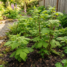 Purple Flowering Raspberry Seeds for Planting