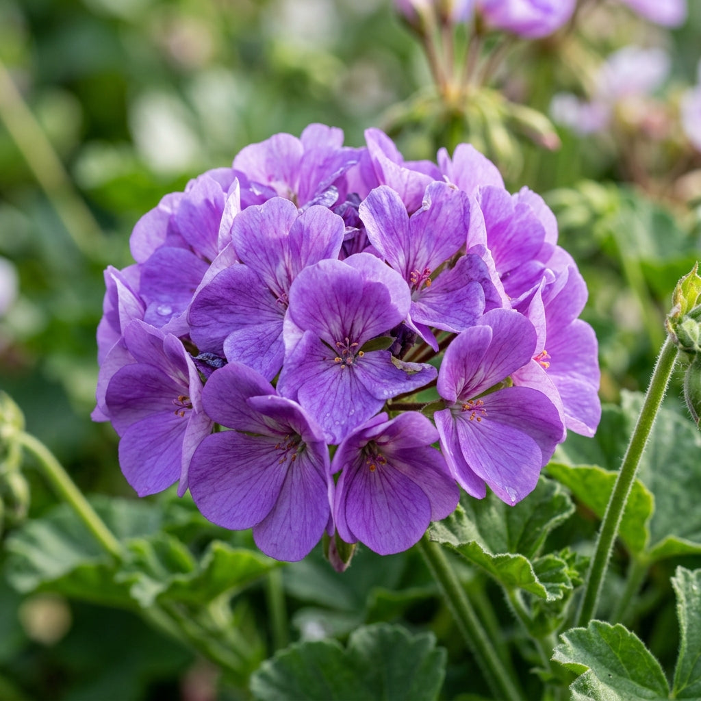 Purple Geranium Flower Seeds for Planting