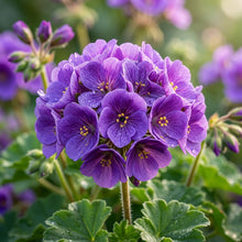 Purple Geranium Flower Seeds for Planting