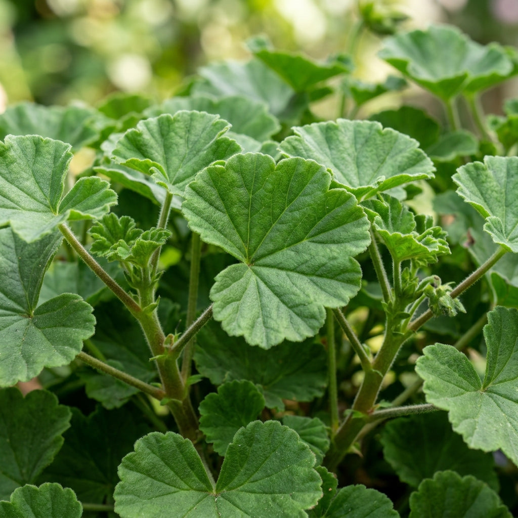 Purple Geranium Flower Seeds for Planting