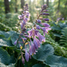 Purple Hosta Seeds for Planting