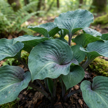 Purple Hosta Seeds for Planting