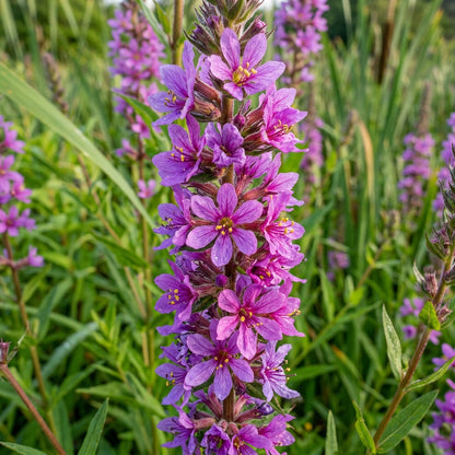 Purple Loosestrife Flower Seeds