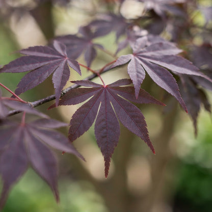 Purple Maple Tree Seeds for Planting
