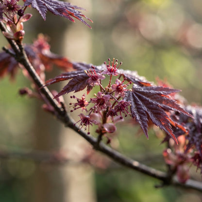 Purple Maple Tree Seeds for Planting