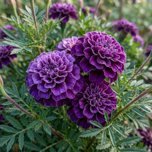 Purple Marigold Seeds for Planting - Purple Marigold Flower Seeds
