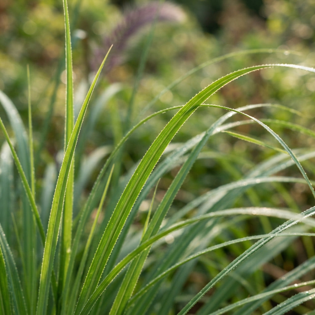 Purple Pampas Grass Seeds for Planting