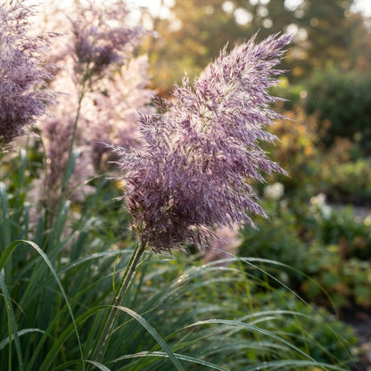 Purple Pampas Grass Seeds for Planting