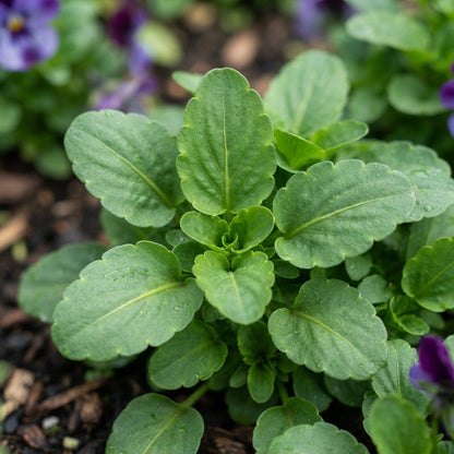 Purple Pansy Flower Seeds - Purple Pansy Flower Seeds for Garden