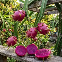 Purple Pitaya Dragon Fruit Seeds for Planting