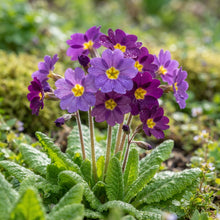 Purple Primula Flower Seeds for Planting