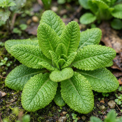 Purple Primula Flower Seeds for Planting