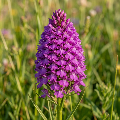 Purple Pyramid Monkey Orchid Flower Seeds for Planting
