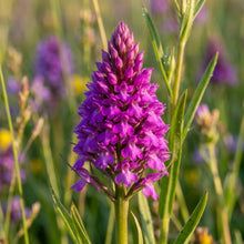 Purple Pyramid Monkey Orchid Flower Seeds for Planting